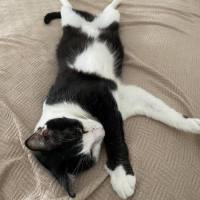 Photo of Poe *9 Lives Project Rescue*