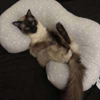 Photo of Oliver **2nd Chance Cat Rescue**