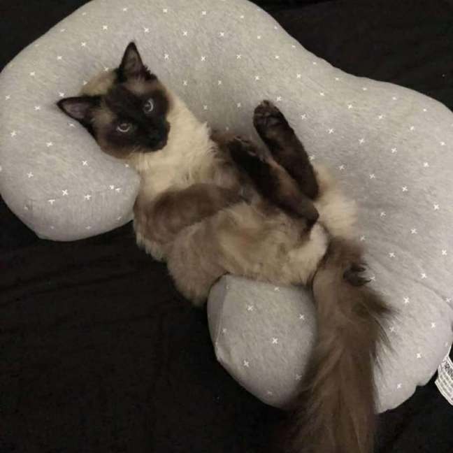 Photo of Oliver **2nd Chance Cat Rescue**