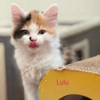 Photo of Lulu