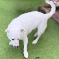Photo of Nugget