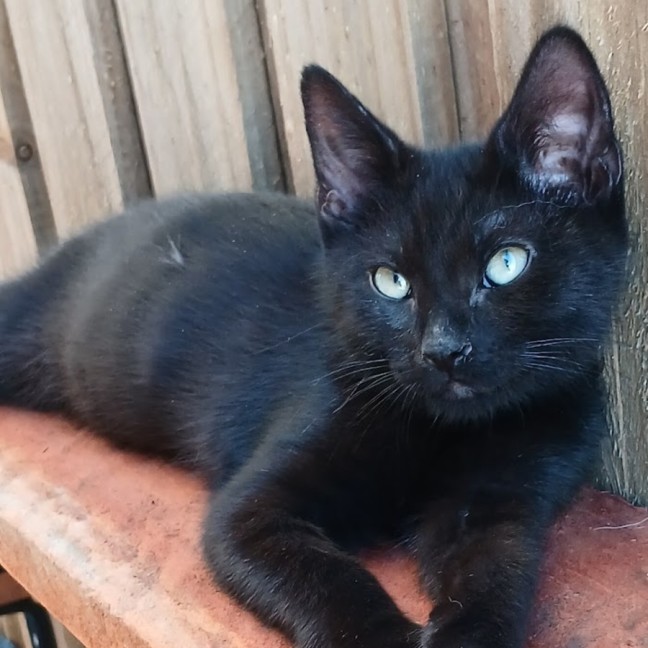 Photo of Charlie