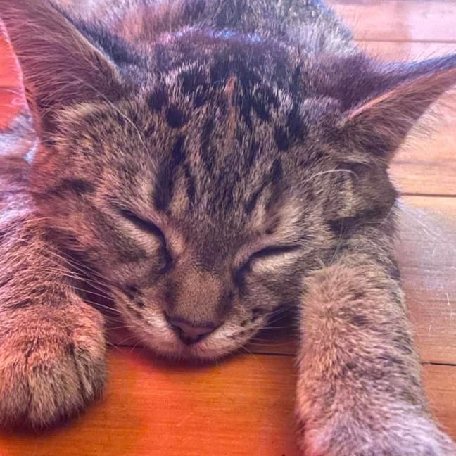 Photo of Ash
