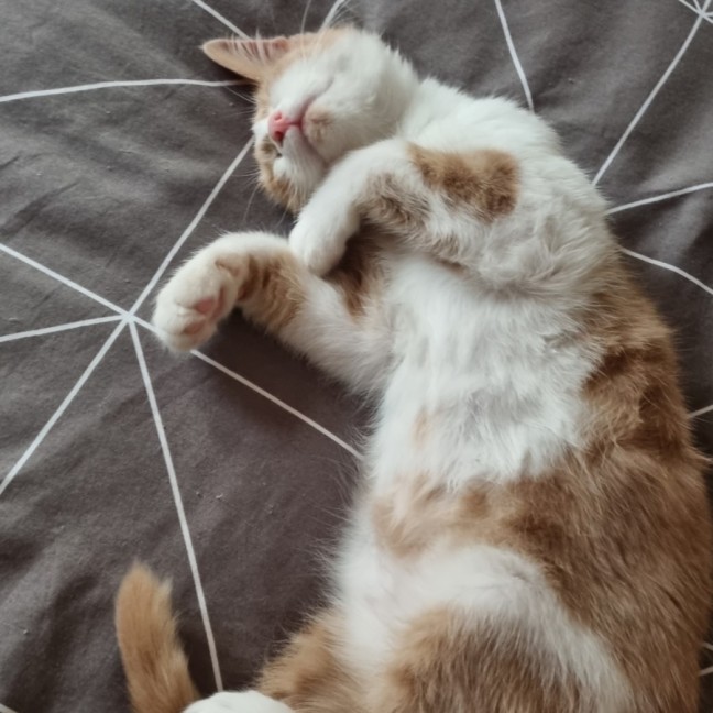 Photo of Daphne