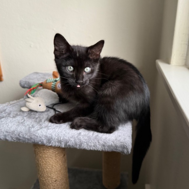 Photo of Pippin