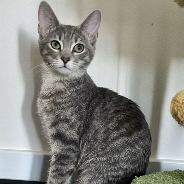 Photo of Misty