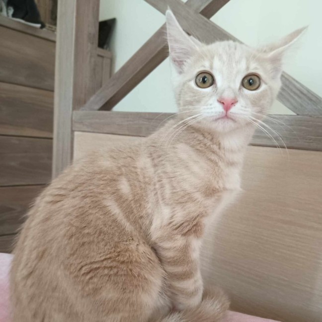 Photo of Penelope Bandit