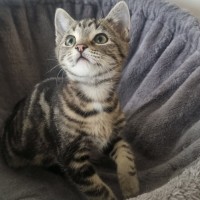 Photo of Splinter 