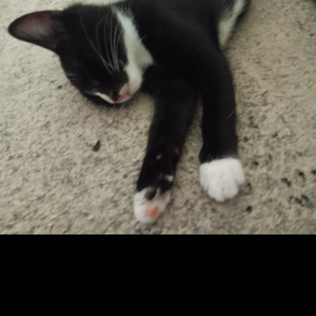 Photo of Kuki
