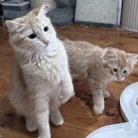 Photo of Kaiya *9 Lives Project Rescue*