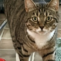 Photo of Batman   Bonded With Enchantress