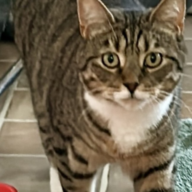 Photo of Batman   Bonded With Enchantress