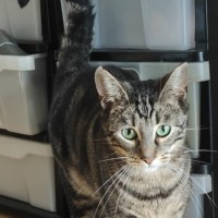 Photo of Huey