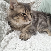 Photo of Ollie