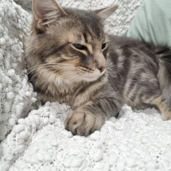 Photo of Ollie
