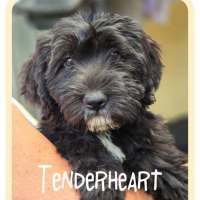 Photo of Tenderheart