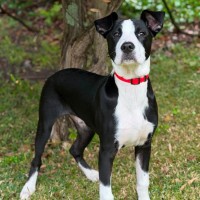 Photo of Pickles