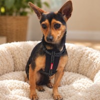 Photo of Squeak
