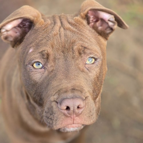 Zap - Staffordshire Bull Terrier Dog