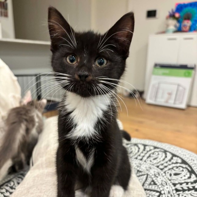 Photo of Tux   Meet Me @ Petstock Prahran!