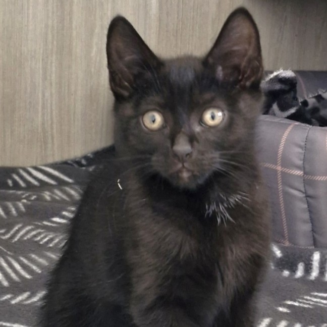 Photo of C1482 Oscar