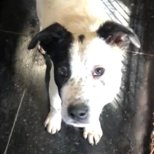 Barlee - Australian Cattle Dog