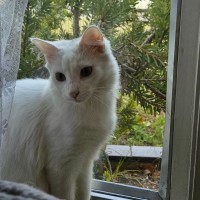 Photo of Cosima *9 Lives Project Rescue*