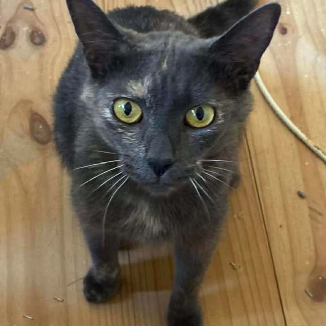Photo of Smokey(empty The Nest $50 Adoption Special )
