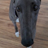 Photo of Romeo, The Greyhound