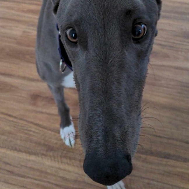 Photo of Romeo, The Greyhound