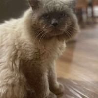 Photo of Sir Reginald Raggamuffin