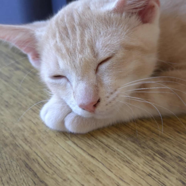 Photo of Kovu