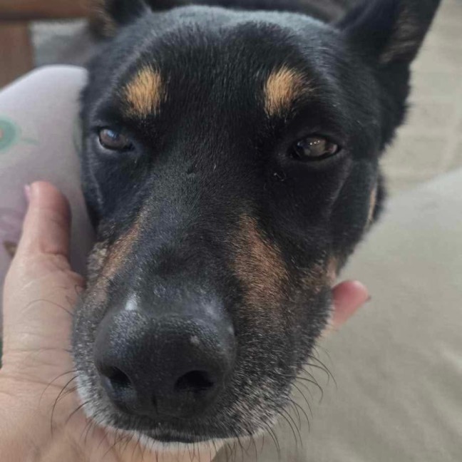 Photo of Jax