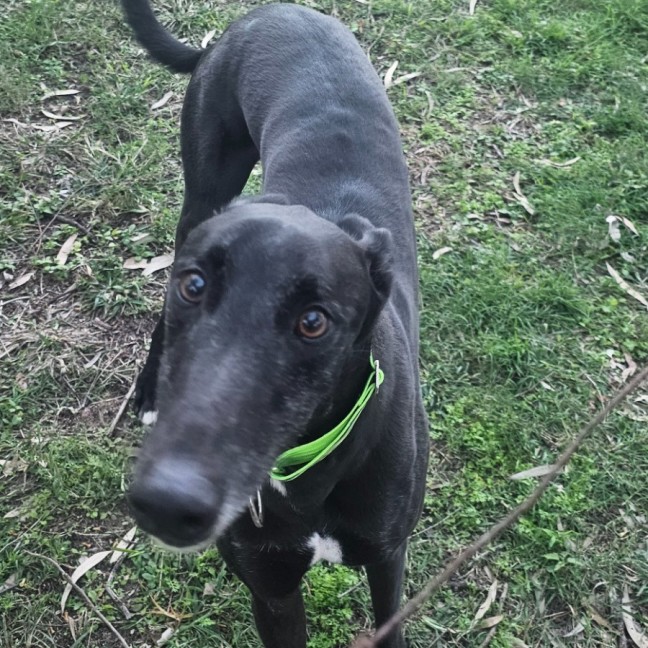 Photo of Bohdi