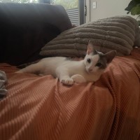 Photo of Toulouse