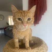 Photo of Maggie Meet Me@Petstock Hastings Store