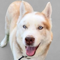 Photo of Skipper