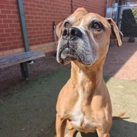 Photo of Rusty