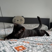 Photo of Katniss And Berlioz