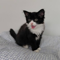 Photo of Suki