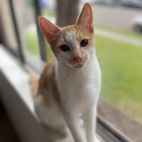 Photo of Pearly