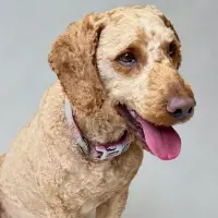 Photo of Hugo