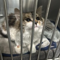 Photo of Maple
