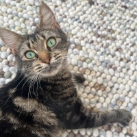 Photo of Elderflower (Eldie!)