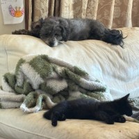 Photo of Mopsey & Topsey