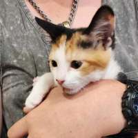 Photo of Rose