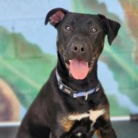 Photo of ⚽ Scrappy Doo 6610 ⚽