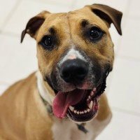 Photo of Piper
