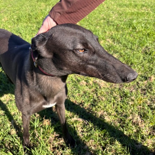 Jedda - Greyhound Dog