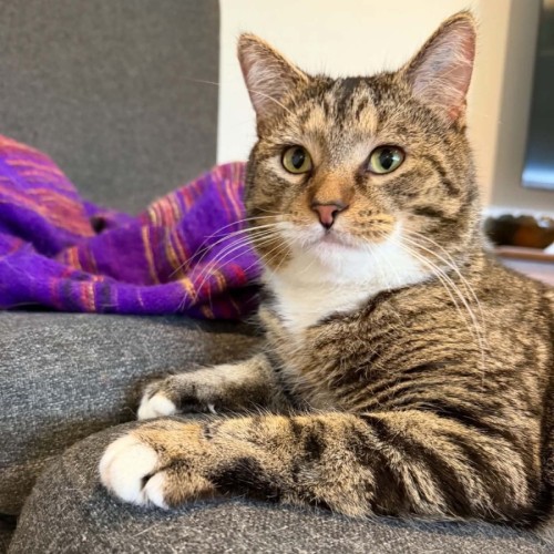 Smooch - Domestic Short Hair (DSH) Cat